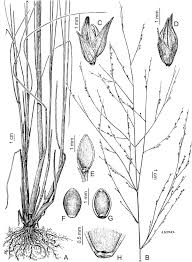 Image result for Panicum heterostachyum