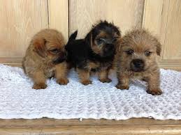 Are norwich terriers good pets? Norfolk Terrier Info Temperament Puppies Grooming Pictures