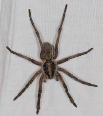 Large Wolf Spider Bugguide Net