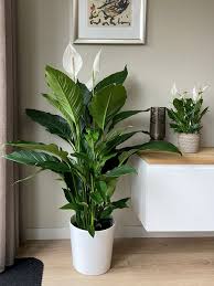 Image result for Spathiphyllum