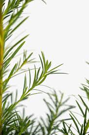 See this plant in the following. Maki Podocarpus Bushes For Sale The Tree Center
