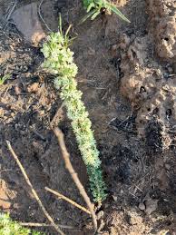 Image result for Asparagus flavicaulis
