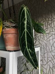But who has the time to take care of plants, or flowers, or trees? Anthurium Warocqueanum Care Best Tips
