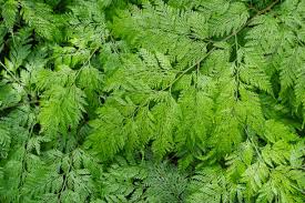 Image result for Davalliaceae