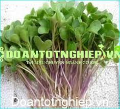 Image result for RAU MẦM CẢI XANH