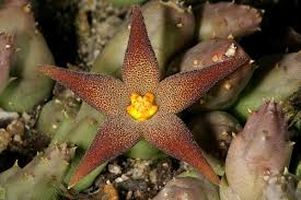 Image result for Piaranthus atrosanguineus