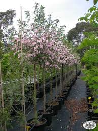 Many people feel attracted by apple trees because they have nice childhood memories of climbing fruit trees in the countryside or in their parents' backyard and picking apples. Winter Hill Tree Farm Crabapple Bechtels Std Malus Ioensis Plena Std
