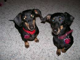 Advertise your dogs and puppies for free! Adoptable At Mwdr Org Midwest Dachshund Rescue Dachshund Rescue Dachshund Rescue