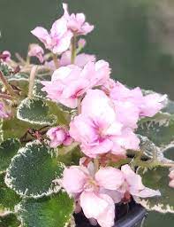 If you go to the big box hardware stores around the holidays and during the winter. Miniature African Violet Rob S Bunny Hop Tesselaar
