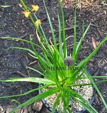 Image result for Huberantha