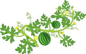 Watermelon Parts Stock Illustrations 71 Watermelon Parts Stock Illustrations Vectors Clipart Dreamstime In just four steps how to draw this juicy watermelon with easy step by step drawing tutorial. 71 watermelon parts stock illustrations