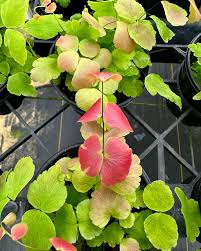 Image result for Chlorophytum macrophyllum