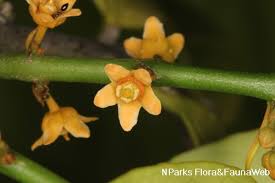 Image result for Salacia orientalis