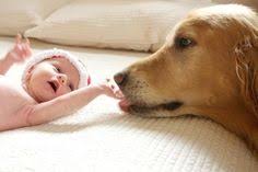 Amorosos Perros Protegiendo A Sus Bebes Humanos Moda