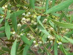 Image result for Euclea undulata