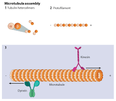 What Are Microtubules Mbinfo