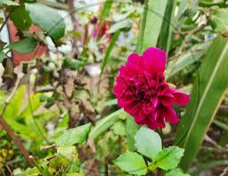 Image Of Beautiful Pink Color Shadow Cat Or Dahlia Flower Grow In A Desi Indian Garden Ok349066 Picxy