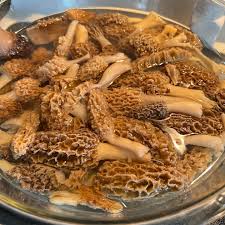 Morel mushrooms with crazy Bentley!