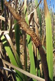 Image result for Typha capensis