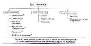 Stages In Downstream Processing 5 Stages