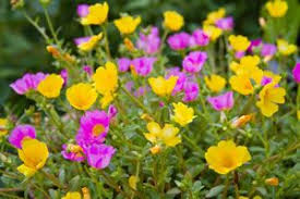 Portulakroschen Portulaca Grandiflora Pflege Von Portulak Portulakroschen Portulak Pflanzen