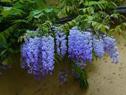 The hardiest wisteria for the coldest of zones! Blue Moon Wisteria Vine Live Plant Qt Walmart Com Walmart Com
