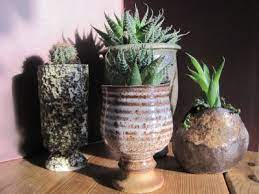 Cactus and succulent society nsw the largest c & s society in australia with over 300. Germany Succulents Cactus Jungle