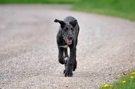 Scottish deerhound puppies, scottish deerhound breeders, scottish deerhounds for sale, scottish deerhounds. Scottish Deerhound Dog Breed Information