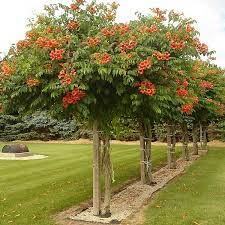 The green pod you saw on your campsis radicans (trumpet creeper) contains the seeds for a new generation of trumpet creeper vines. Trumpet Creeper Campsis Radicans 50 Seeds