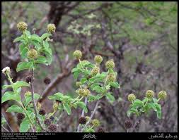 Image result for Blepharispermum