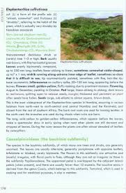 Image result for Elephantorrhiza suffruticosa