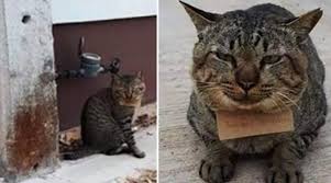 Evden Kacan Kedi Uc Gun Sonra Borclu Olarak Dondu