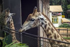 Zoológico de são paulo (zoo of sao paulo ). Sao Paulo Zoo And Botanical Gardens Are Granted To The Private Sector For R 111 Million Prime Time Zone World Prime Time Zone
