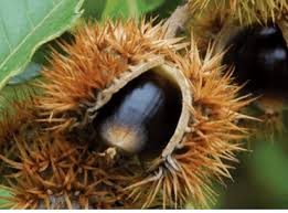 Image result for Chascanum pumilum