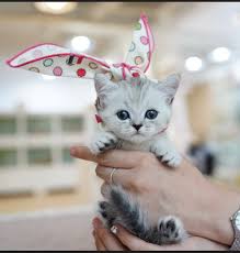 Maybe you would like to learn more about one of these? Munchkin Kittens For Sale Text 701 289 2119 Munchkin Kitten For Sale