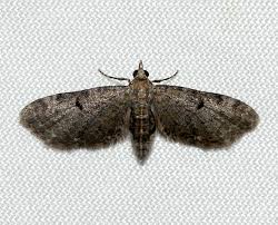 Image result for Eupithecia lanceata