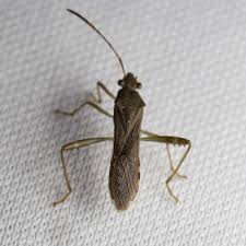 Image result for Burttia prunoides