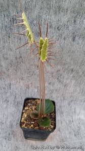Image result for Dorstenia barnimiana
