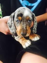 The shelter staff think i am about 1 years and 0. Dachshund Puppies Pets And Animals For Sale Washington