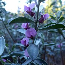 Image result for Podalyria