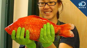 What size tank for goldfish? Giant Goldfish In Lake Tahoe Lessons Blendspace