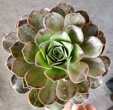 Image result for Kalanchoe brachyloba