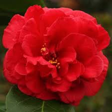 Jim S Camellias Gallery D