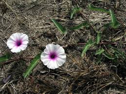Image result for Ipomoea richardsiae