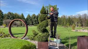 Image result for spiral cut juniper trees