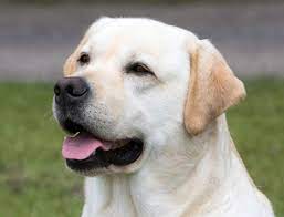 Retriever Labrador Breeds A To Z The Kennel Club