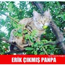24 Begenme 0 Yorum Instagram Da Kedi Replikleri Kreplikleri Olsa Da Yesek In 2020 Animals Cats