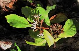 Image result for Hexasepalum sarmentosum