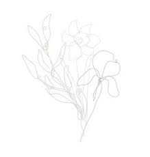 Daffodil Line Art Vector Images Over 320 Download daffodil images and photos. vectorstock