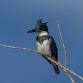 Lafayette Birds! First Sunday Bird Watching —... event in Lafayette, CO